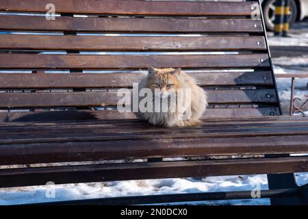 gatto rosso lanuginoso su una panchina del parco in inverno Foto Stock