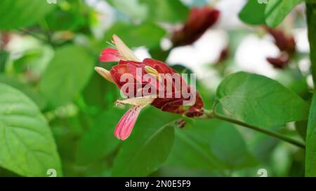 Primo piano di splendidi fiori di Justicia brandegeana conosciuto come Shrimpplant, False hop, Honolulu salvia, Mexican Plume, ecc. Foto Stock