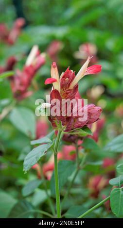 Primo piano di splendidi fiori di Justicia brandegeana conosciuto come Shrimpplant, False hop, Honolulu salvia, Mexican Plume, ecc. Foto Stock