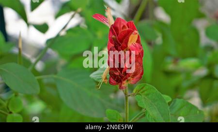 Primo piano di splendidi fiori di Justicia brandegeana conosciuto come Shrimpplant, False hop, Honolulu salvia, Mexican Plume, ecc. Foto Stock