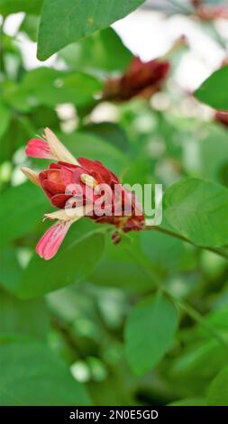 Primo piano di splendidi fiori di Justicia brandegeana conosciuto come Shrimpplant, False hop, Honolulu salvia, Mexican Plume, ecc. Foto Stock