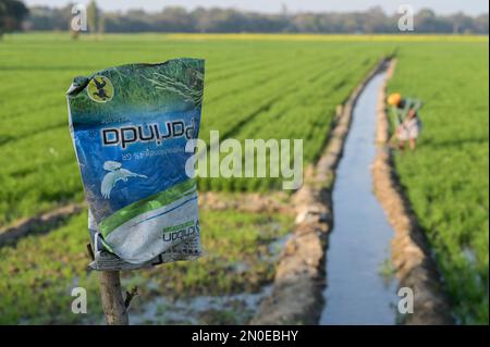 INDIA, Punjab, Lehragag, agricoltore in campo di grano con piccolo canale di irrigazione, sacchetto di plastica insetticida, nel Punjab iniziò la rivoluzione verde negli anni Sessanta per aumentare la produzione alimentare con sistemi di irrigazione, l'uso di fertilizzanti, pesticidi e semi ibridi ad alto rendimento Foto Stock