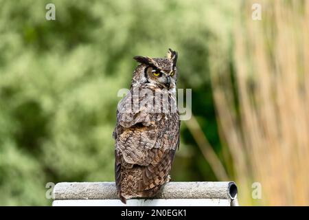 Grande gufo d'Orno, (Bubo virginianus), Foto Stock