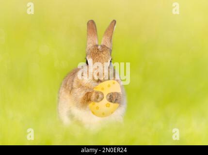 Primo piano di un piccolo coniglio carino che tiene un uovo di Pasqua, Regno Unito. Foto Stock