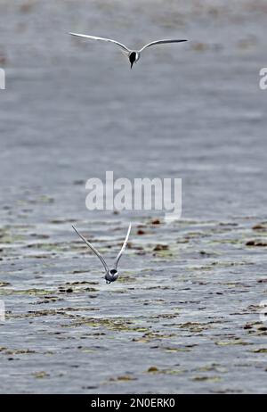 Whiskered Tern (Chlidonias hybridus) due adulti che volano sopra stagno del pesce nella pioggia Hortobagy, Ungheria Maggio Foto Stock