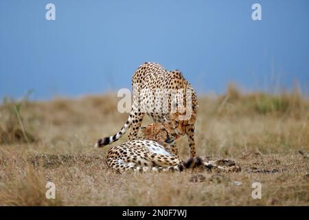 Ghepardo africano nella riserva nazionale Masai Mara Kenya Africa Foto Stock