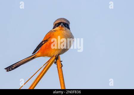 Un lungo gambero di coda che riposa su un'erba asciutta Foto Stock