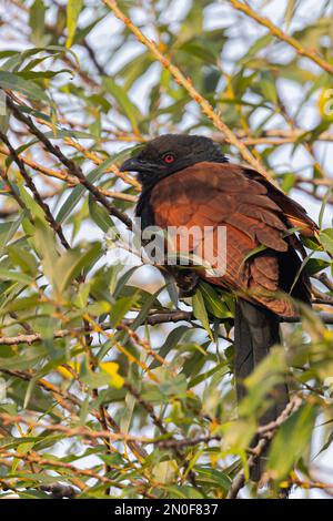 Un Coucal maggiore che riposa su un albero Foto Stock