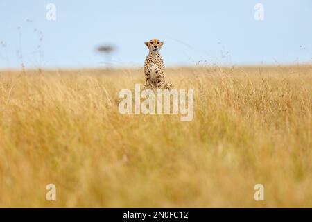 Ghepardo africano nella riserva nazionale Masai Mara Kenya Africa Foto Stock