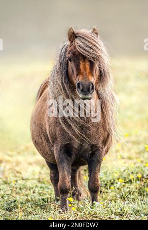 Ritratto di una pony di Shetland, Isola di Shetland, Scozia, Regno Unito Foto Stock