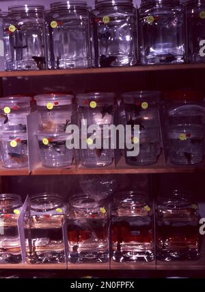 Siamese Fighting Fish maschio (Betta splendens) in vendita Foto Stock