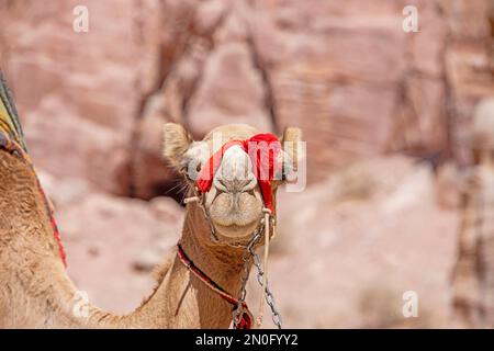 Vista ravvicinata di un cammello marrone che guarda la macchina fotografica nel deserto Foto Stock