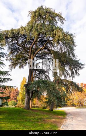 Un grande albero con tronco marrone e aghi verdi sul bordo del parco Foto Stock