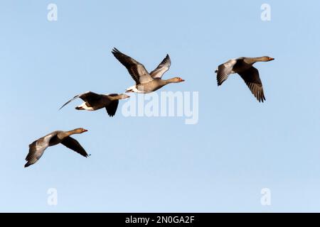 Un gregge di oche di Greylag che sorvolano il fenland in Inghilterra di Norfolk, febbraio 2023 Foto Stock