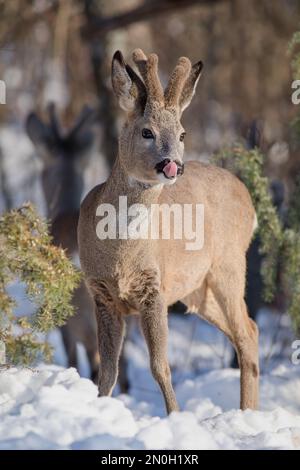 Capriolo (Capreolus capreolus) con corna di velluto che leccano il suo muso mentre si trova nella foresta innevata in una fredda giornata invernale. Un altro stand boe buck Foto Stock