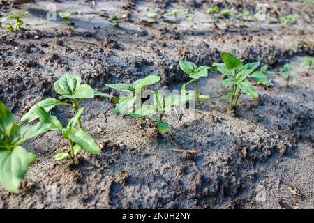 Germogli di girasole che crescono dal suolo su un campo organico farmy. Coltivazione industriale di girasoli in regioni calde per la produzione di petrolio, pollame tassa Foto Stock