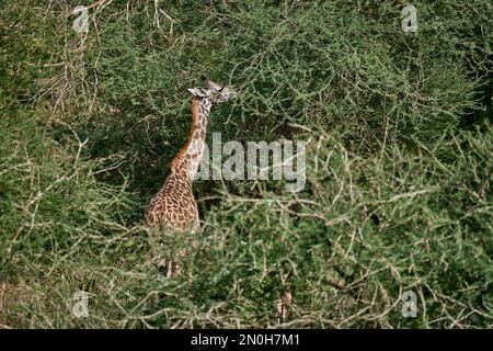 Giraffa per mangiatori di foglie, safari nel parco nazionale di Selous in Tanzania Foto Stock