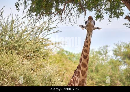 Giraffa per mangiatori di foglie, safari nel parco nazionale di Selous in Tanzania Foto Stock