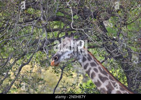 Giraffa portret con ginger criniera parco nazionale Selous in Tanzania Foto Stock