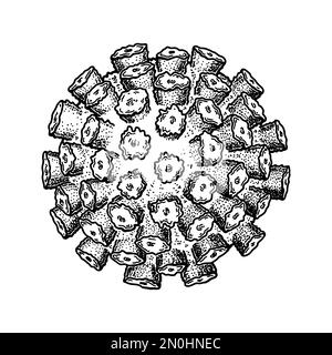 Norovirus isolato su sfondo bianco. Disegno a mano realistico dettagliato vettore scientifico illustrazione in stile di schizzo Illustrazione Vettoriale