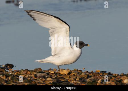 Sabines Gull (adulto) che mostra sotto, con spazio copia, Langstone Harbour, Hampshire, Regno Unito Foto Stock
