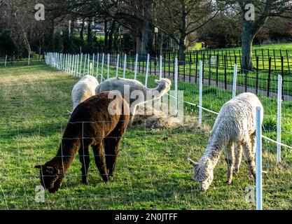 Un gruppo di animali alpaca, i nuovi arrivi nella tenuta di Farmleigh a Dublino, Irlanda. Foto Stock