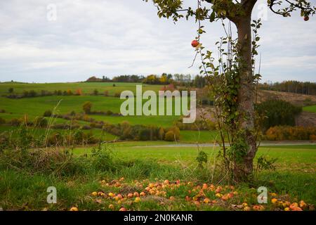 La mela non cade lontano dal tronco, l'albero di mela e i frutti caduti soffiano l'albero Foto Stock