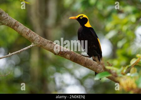 Regent Bowerbird - Sericulus chrysocephalus uccello dimorfico sessuale di medie dimensioni, uccello maschio è nero e oro arancio-giallo corona e becco, nero fe Foto Stock