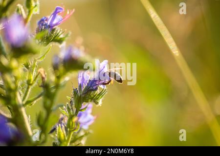 Un'ape raccoglie il nettare dai fiori melliferi blu della vipera vulgare di Echium e dai fiori blu blueweed dell'erbaccia nel prato in estate al tramonto Foto Stock