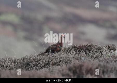 Red Grouse Lagopus lagopus Foto Stock