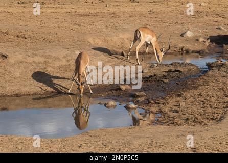 Due impala maschio adulto (Aepyceros melampus) bevendo ad un foro di annaffiamento Foto Stock