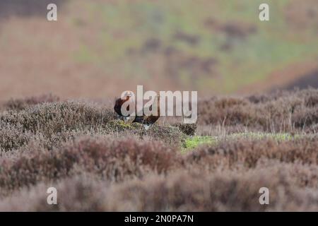 Red Grouse Lagopus lagopus Foto Stock