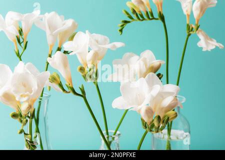 Fiori bianchi di freesia in vasi di vetro su sfondo blu. Primo piano. Foto Stock