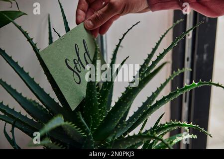 Venduto segno che è messo su pianta in negozio di fiori Foto Stock