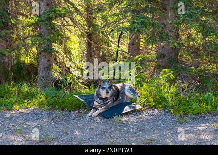 Viste panoramiche estive sulle Montagne Rocciose Canadesi. Kananaskis Paese Alberta Canada Foto Stock