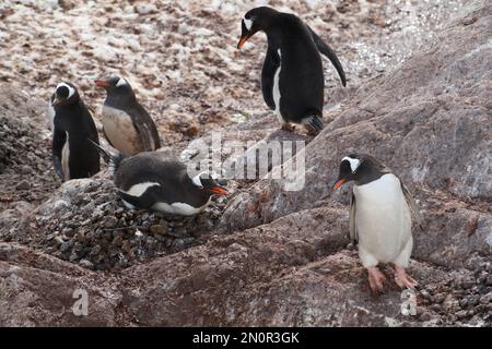 Pinguini Gentoo che nidificano sull'isola di Cuverville - Antartide Foto Stock