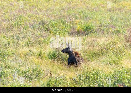 Alci selvatiche nella palude di montagna, Kananaskis Country, Alberta Canada Foto Stock