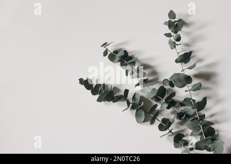 Verde argento Eucalyptus gunnii foglie e rami isolati su sfondo bianco. Banner floreale decorativo Moody, composizione. Borsa dallo stile naturale Foto Stock