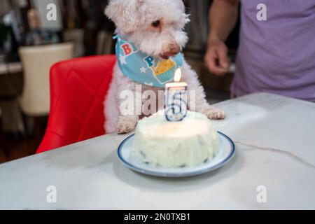 Il design del cane torta di compleanno Foto stock - Alamy