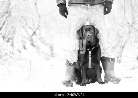 Labrador in munizioni in tempo nevoso. Un cane Labrador Retriever si trova tra le gambe del proprietario. Foto Stock