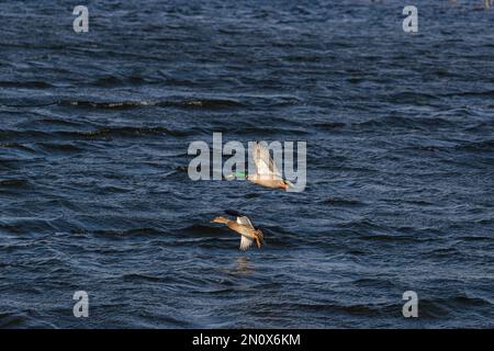 Mallard anatre in volo sulle acque delle zone umide Foto Stock
