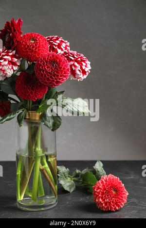 Bella dahlia fiori in vaso su tavolo su sfondo grigio Foto Stock