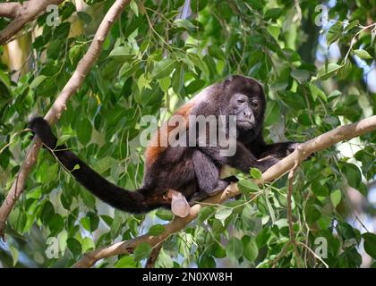 Una grande scimmia urlatrice maschile in Costa Rica poggia su un ramo dell'albero utilizzando la sua coda prehensile come supporto. Foto Stock