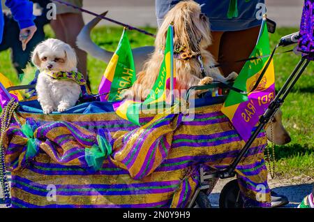 I cani vestiti in costume cavalcano in un carro durante la parata Mystic Krewe of Salty Paws Mardi Gras, 4 febbraio 2023, a Dauphin Island, Alabama. Foto Stock