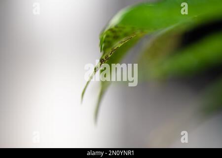 felci immersi nella nebbia di una mattina nebbia Foto Stock