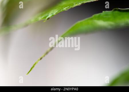 vista ravvicinata delle felci arroccate nella rugiada nebbiosa Foto Stock