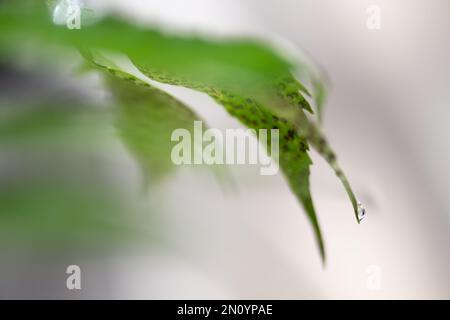 Le foglie raccolgono l'acqua e dopo un lavaggio la inviano al pavimento del giardino una goccia alla volta Foto Stock