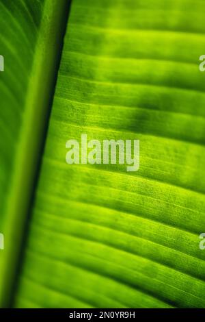 teaming con il verde questa macro ha chiuso la profondità limitata di campo vista di un uccello di paradiso illuminato dal sole retro foglia tropicale di recente apertura riempie lo schermo con Foto Stock