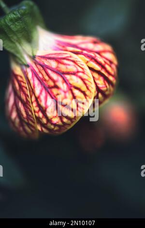 una singola lanterna cinese morbida e graziosa si erge da sola in un giardino preparato per la sua bellezza Foto Stock