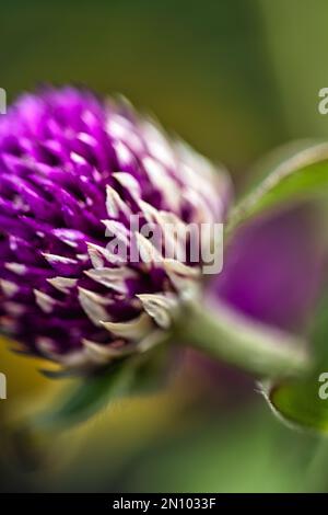 viola e bianco sono proprio qui nel giardino Foto Stock